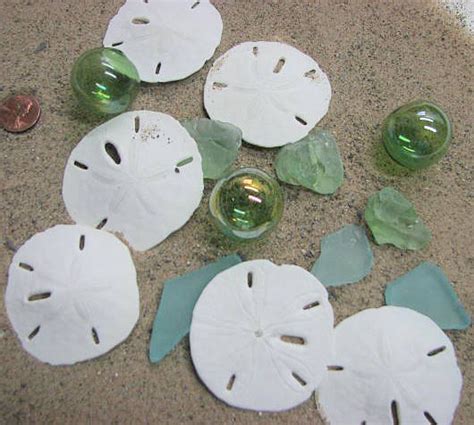 Sand Dollar Beach Decor Shells Nautical Decor Large Sand Dollars For