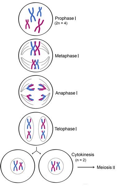 The Number Of Chromosomes After I Phase Of Meiotic Division In