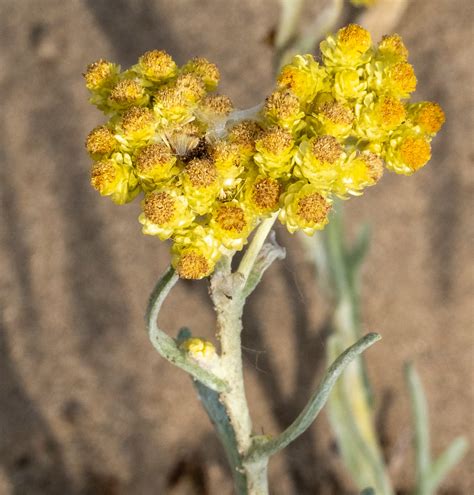 Sand Strohblume Helichrysum Arenarium Sand Strohblume H Flickr