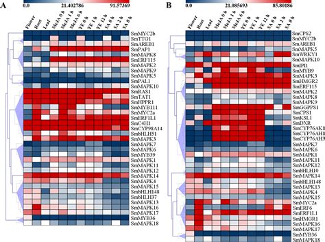 Genome Wide Characterization And Expression Profiling Of MAPK Cascade