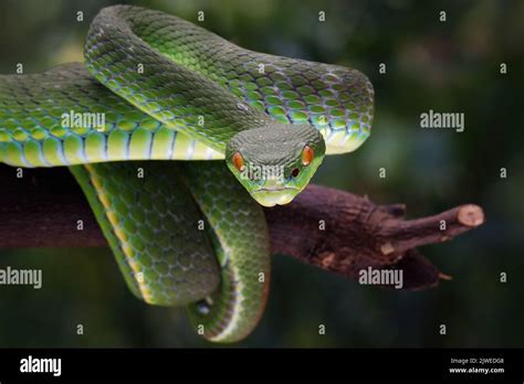 Close Up Of A White Lipped Pit Viper On A Branch Indonesia Stock Photo