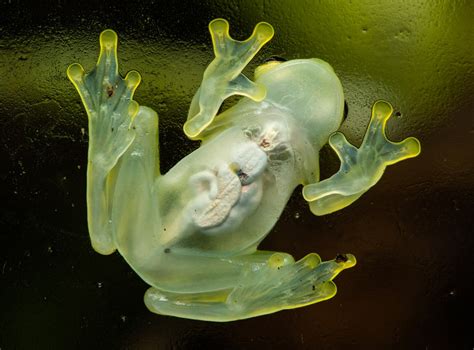 Glass frogs become transparent by hiding red blood cells in their livers, scientists have found ...