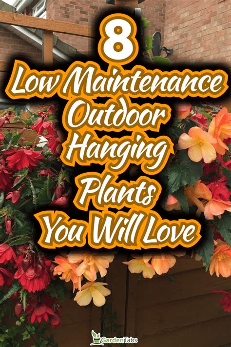 8 Low Maintenance Outdoor Hanging Plants You Will Love