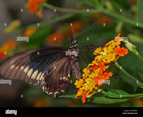 Black Swallowtail Butterfly Stock Photo - Alamy