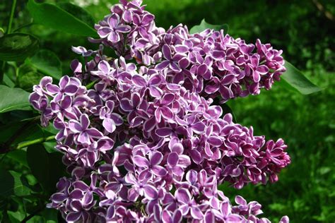 Lilac Sensation - Syringa Vulgaris Sensation