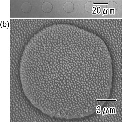 Cross Sectional Sem Images Of Nano Micro Hierarchical Structures With