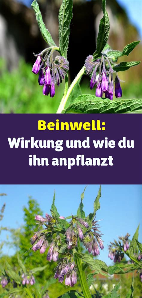 Beinwell Anwendung Wirkung Und Wie Du Ihn Anpflanzt In 2020 Beinwell