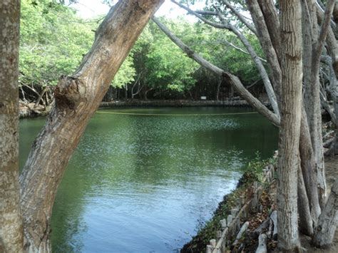 Parque Ecol Gico El Corchito Lugar De Tranquilidad Y Sosiego