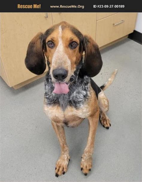 ADOPT 23092700189 Bluetick Coonhound Rescue Logan UT