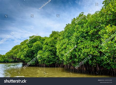 130,964 Mangrove Forest Images, Stock Photos, 3D objects, & Vectors ...