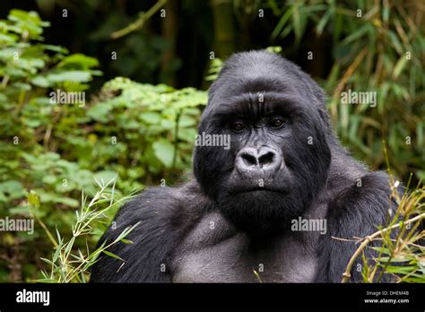 Silverback Mountain Gorilla Gorilla Gorilla Beringei Kongo Rwanda