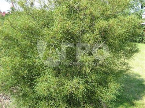 Крушина ломкая Asplenifolia | Декоративные растения, кустарники в ...