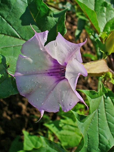 Datura Stramonium Thorn Apple Thornapple Jimsonweed Jimson Weed