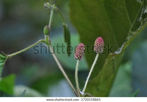 Makahiya Plant Philippines Stock Photo 1720158865 | Shutterstock