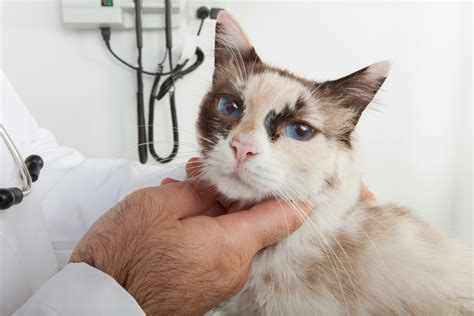 Recognize Symptoms Of Cancer Or Tumors In Cats