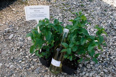 Rezept Marokkanische Minze Sirup Syringa Samen Und Pflanzenshop