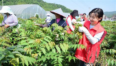 党员走进田间地头 今日建德