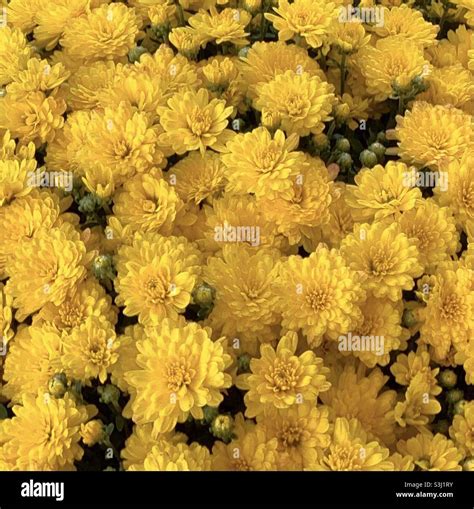 Yellow mums blooming in fall Stock Photo - Alamy