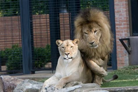 Una Mascots Leo And Unaflorence Al Mascot Animals Lion Pictures