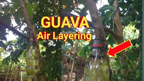 New Method Of Air Layering Propagation With Water On Guava Youtube