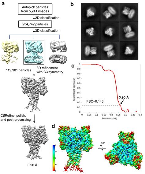 Figures And Data In Structural Insights Into Human Acid Sensing Ion