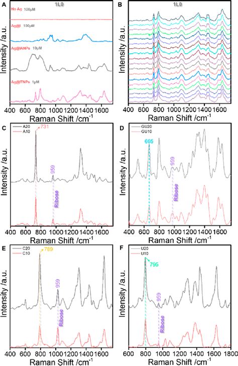 A Sers Spectra Of L In The Following Different Systems A Raman