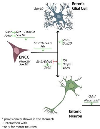 Archives | Journal of Cellular Signaling 