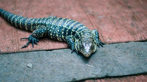 Blue Tegu Facts and Information - Pet Haver