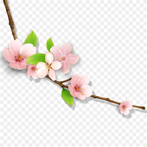 Vector Graphics Image Illustration Plum Blossom Png 1000x1000px Plum