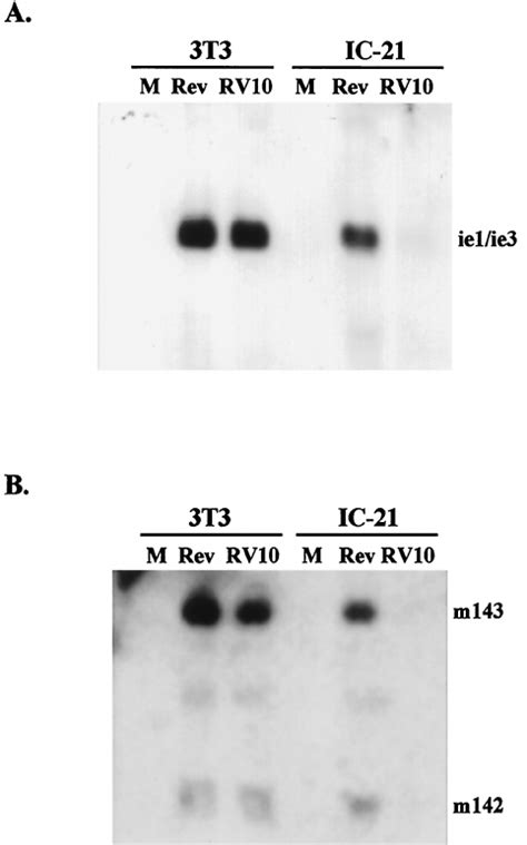 Expression Of RV10 And RV10Rev Immediate Early Genes In Fibro Blasts