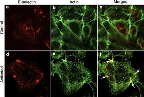 Activated E Selectin Associates With F Actin At Cellcell Junctions