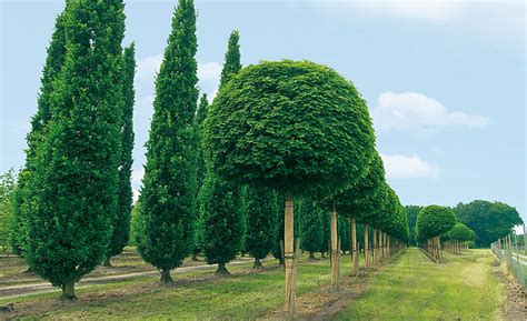 Quercus Robur Fastigiata Acer Platanoides Globosum Flickr