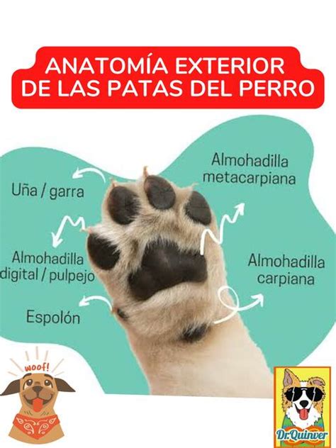 Anatomía Exterior de las Patas del Perro Dr Quinver uDocz