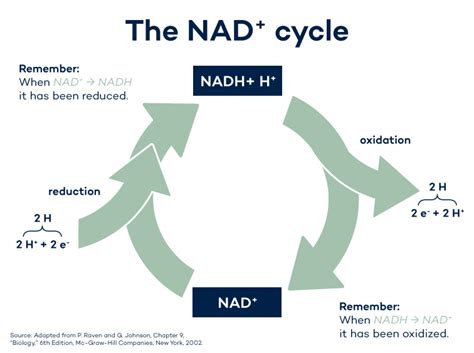 NAD And NADH: Their Roles And The Differences? | Hello100