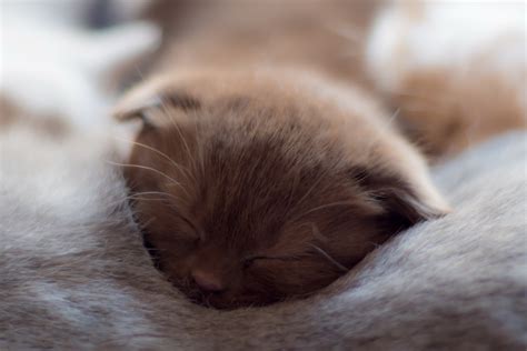 Sleeping Cats Baby Animals Animals Wallpaper - Resolution:2560x1707 ...