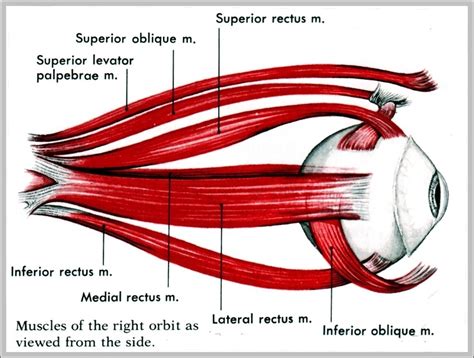 Diagram Of Eye Muscles Image | Anatomy System - Human Body Anatomy ...