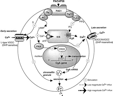 Time Dependent Effects Of The Neuropeptide Pacap On Catecholamine