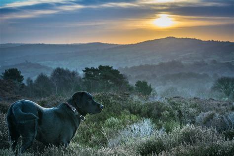 The Top 10 Most Common Cattle Breeds in Australia