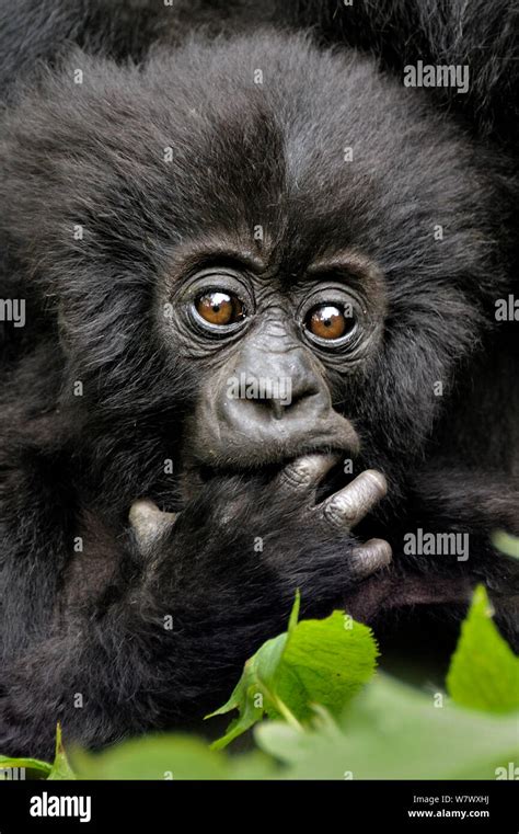 Mountain Gorilla Gorilla Beringei Beringei Portrait Of Baby With