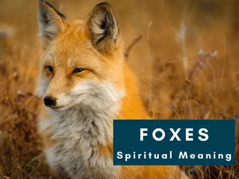 Spiritual Meaning Of Foxes Symbolism Karinastarot