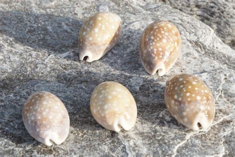 Cypraea Vitellus - Buy Shells Online - Shell Paradise