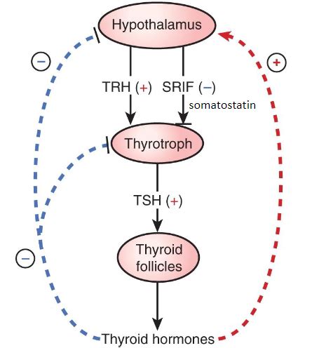 Hypothalamus Hypofyse Thyroideahormon Aksen Medicin Wiki