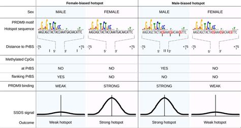 Dual Role Of DNA Methylation At Hotspots In Defining Sex Biases DNA