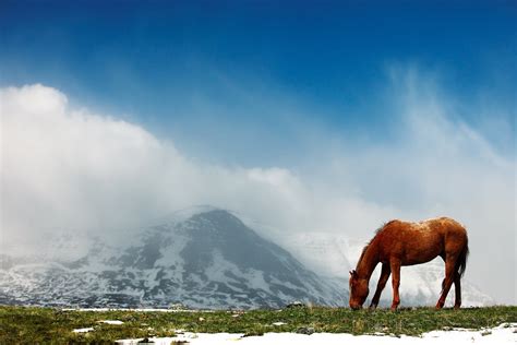 1600x900 Resolution Horse Mountains Snow Peaks Hd Wallpaper