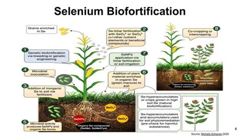 Biofortification And Phytoremediation Strategies Of Selenium Ppt