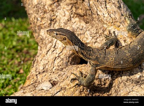 Monitor Lizard Varanus Salvator In Lumphini Park In Bangkok Hi Res