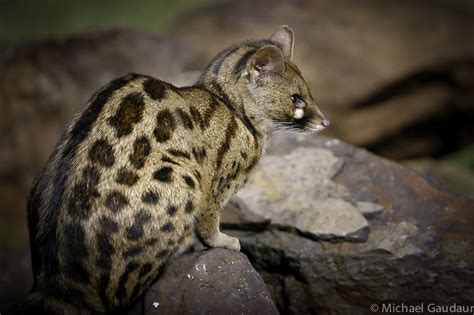 images from the Kenyan photo safari experience