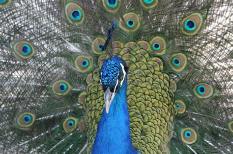 Peacock feathers stock image. Image of courtship, eyes - 13859921