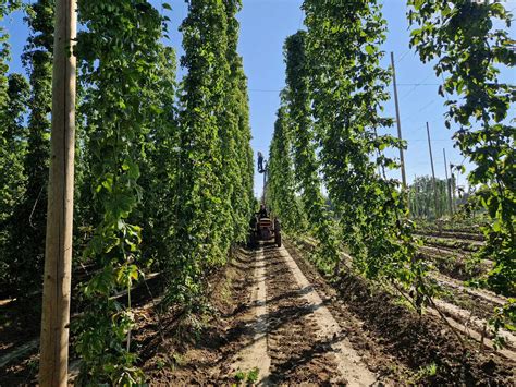 La récolte du houblon se passe bien dans les Hauts de France