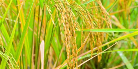 Growing Rice: Sowing, Cultivating, And Harvesting - Byron Bay Groups